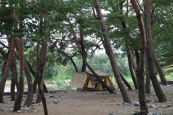 대포숲캠핑장 캠핑장 · GoCamping 제공