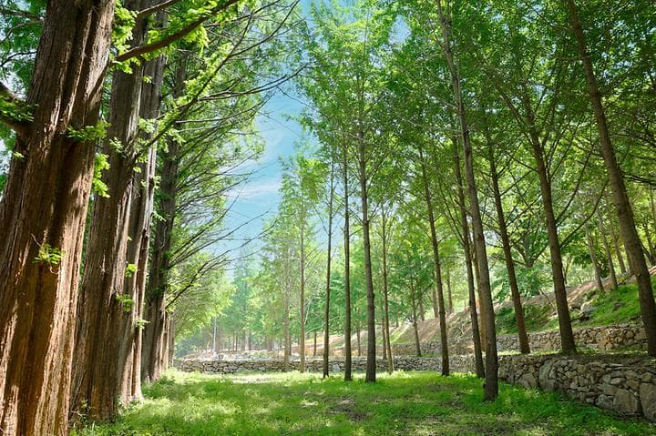 (주)스노우라인캠핑빌리지 캠핑장 · GoCamping 제공