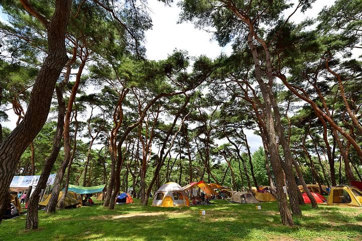 송호국민관광지 야영장 캠핑장 · GoCamping 제공
