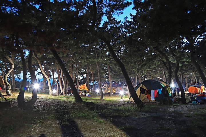 연곡해변 솔향기캠핑장 캠핑장 · GoCamping 제공