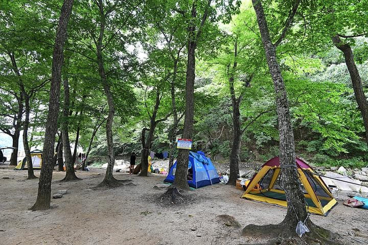 계림정야영장 캠핑장 · GoCamping 제공