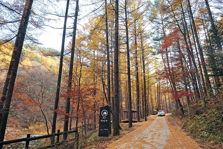 국립청옥산자연휴양림제1야영장 캠핑장 · GoCamping 제공
