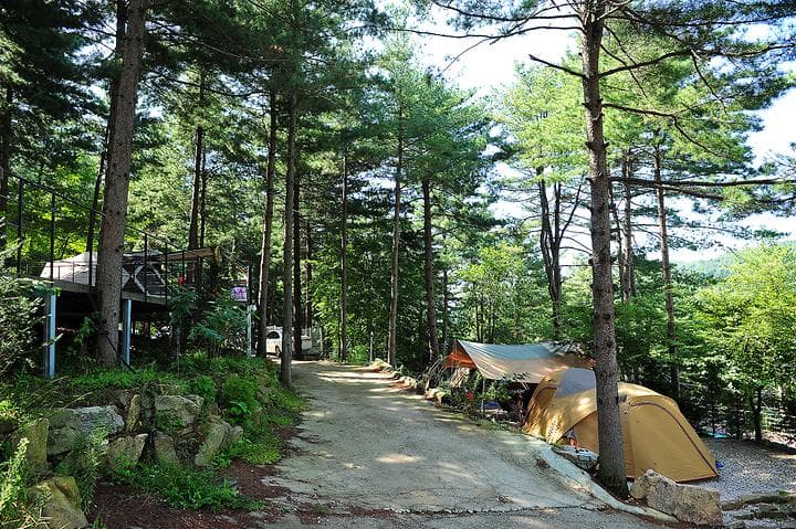 나무새 캠핑장 캠핑장 · GoCamping 제공