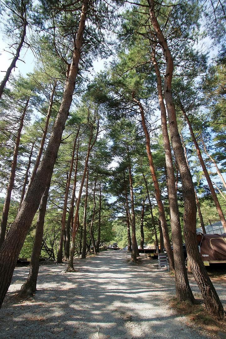 대관령 솔내음 오토 캠핑장 캠핑장 · GoCamping 제공