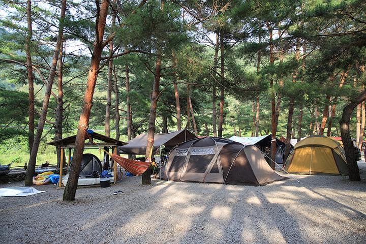 내리계곡 솔밭캠핑장 캠핑장 · GoCamping 제공
