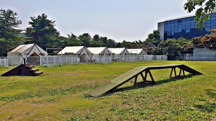골드펫리조트 캠핑장 · GoCamping 제공