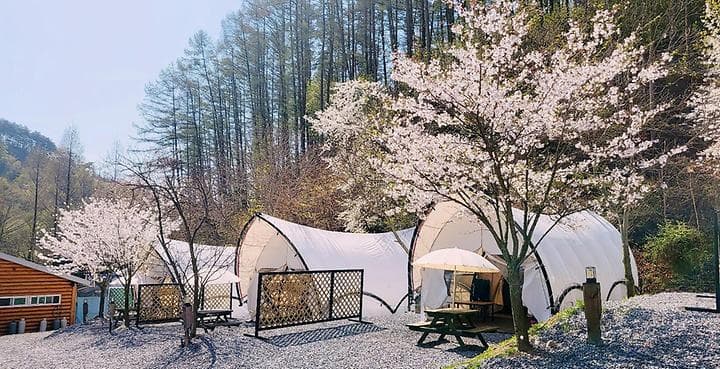 달숲스테이 캠핑장 · GoCamping 제공