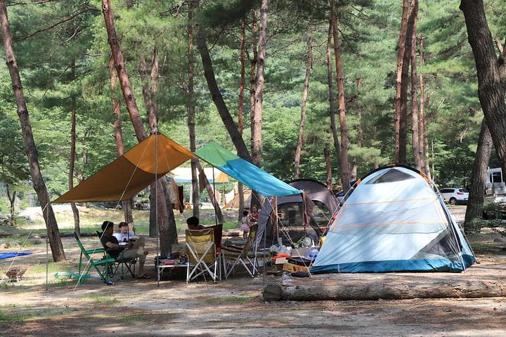 리버힐즈 캠핑장(푸른농원) 캠핑장 · GoCamping 제공